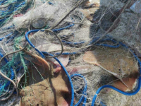 NAPRAVLJEN PRVI POPIS: Koliko ajkula i drugih riba ima u vodama Jadrana u Crnoj Gori?