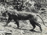 POJAVILI SE NOVI TRAGOVI: Naučnici misle da čuvena životnjska vrsta ipak nije izumrla kako se do sada smatralo