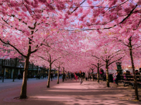 PROCIJENILI GDJE I KADA PRVO: Čuvene japanske trešnje mogle bi izumrijeti zbog klimatskih promjena