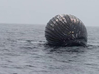 NEŠTO VELIKO, CRNO I OKRUGLO POJAVILO SE NA MORSKOJ POVRŠINI: 'Ribar sam 27 godina, ovo nikad prije nisam vidio...' (VIDEO)
