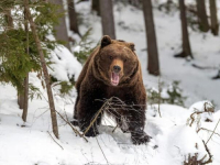 NA ŠAR PLANINI MEDVJED NAPAO SKIJAŠICU IZ DANSKE: U strahu za svoje mladunče pojavio se veliki...