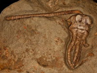 ČUDESNI PRONALAZAK: Istraživači otkrili fosil dosad nepoznate vrste životinje i nazvali je po liku iz romana Stephena Kinga (VIDEO)