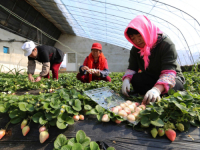 OVO JE NAJSKUPLJE VOĆE NA SVIJETU: Dinja za 112 eura, pola kilograma jagoda za 83, a tajna je u...