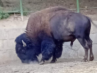 BABY BOOM U PIONIRSKOJ DOLINI: Prinove već prave nestašluke, a čuju se i svadbena zvona - ženi se bizon Ivan