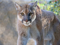 STRAVA U KALIFORNIJI: Puma napala i ubila mladića