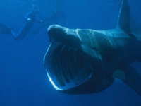 UGROŽENA VRSTA: Italijani u Jadranu snimili golemu psinu (FOTO)