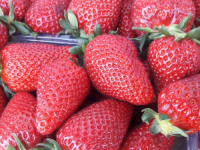 PAZITE ŠTA KUPUJETE: Zabranjen uvoz jagoda iz Albanije zbog povećanog sadržaja pesticida