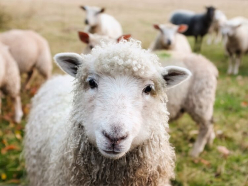 PRIČA KAŽE OVAKO: Zašto brojimo ovce kod nesanice?