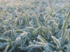 METEROLOZI UPOZORILI POLJOPRIVREDNIKE: Stiže mraz, zaštite osjetljive biljne kulture