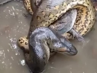 KADA PREDATOR POSTANE PLIJEN: Pogledajte momenat kada anakonda 'smrvi' kajmana u amazonskoj prašumi... (VIDEO)