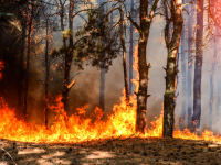 IZ UPRAVE ZA ŠUMARSTVO KS POZIVAJU NA OPREZ: Predviđene su kazne od 200 do 1.500 KM za lica koja...