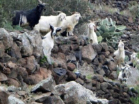 IMA IH ŠEST PUTA VIŠE OD STANOVNIKA: Italijansko ostrvo preplavljeno kozama nudi ih na poklon