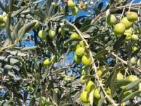 ALI MU NEDOSTAJE RADNE SNAGE: Najveći maslinjak na Balkanu smješten u Ljubuškom