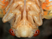 NA KRAJU APRILA ČEKA NAS JEZIV FENOMEN: Posljednji put bio 1803. godine, a idući tek 2245. godine