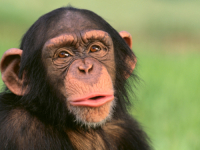 MEĐU NJIMA I NAŠ NAJBLIŽI ŽIVUĆI ROĐAK: Ovo je pet najinteligentnijih vrsta životinja na svijetu