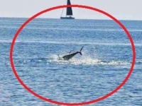 ZAPANJUJUĆI PRIZORI NA JADRANU: Ribari snimili golemog morskog psa kako proždire... (FOTO)