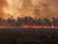 VATRENA STIHIJA U ŠPANIJI: U šumskom požaru uništeno 600 hektara u jednom danu, evakuisano više od...