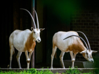 DRAGOCJENA JEDINKA U ZAGREBAČKOM ZOO VRTU: Na svijet došao sabljorogi oriks, vrsta koja je bila izumrla u prirodnim staništima