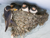 ČAK I U SEZONI PROLJETNIH RADOVA: Zašto se gnijezdo lastavica ne dira?