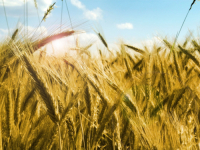 PRISUSTVO MIKROTOKSINA: Ako koristite ovo brašno, prestanite odmah!