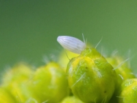 DRAGULJ BIOLOŠKE RAZNOLIKOSTI: Otkrivena nova vrsta leptira u Bosni i Hercegovini