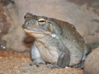 NEĆE SE PRETVORITI U PRINCA: Zašto žabu nikada ne biste trebali polizati?