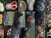 PRVI PUT ZABILJEŽENE U BiH: Mikolozi u Blagaju otkrili četiri rijetke gljive