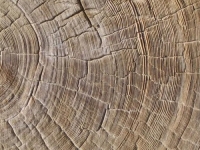 SKRIVENI TRAGOVI: Godovi drveća otkrivaju nevjerovatne informacije, ovako nešto nije zabilježeno...