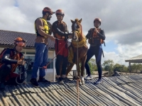 SNIMAK IZ BRAZILA RASTUŽIO PLANETU: Konj je očajan stajao na krovu usred poplave, ali ova priča ipak ima sretan kraj... (VIDEO)
