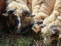OBAVIJEST IZ UDRUŽENJA 'POMOZI.BA': Ove godine uplata za kurban iznosit će...