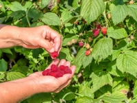 NA SUNCU PO 12 SATI DNEVNO: Daju 100 maraka na dan za branje malina, ali radnici trebaju platiti...