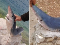 IAKO SE RIJEKTO PRIBLIŽAVAJU OBALI: Lokalni ribar danas je u Neumu upecao morskog psa - modrulja