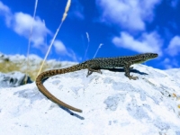 NOVO NAUČNO OTKRIĆE U BiH: Ugrožena vrsta guštera otkrivena na Treskavici, znak je to očuvane prirode