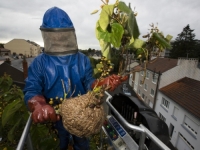 OPASAN I PO LJUDE: Opaki predator širi se Evropom velikom brzinom...