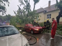 TRAGIČNE VIJESTI IZ SUSJEDSTVA: Žena poginula kad je stablo palo na automobila kojim je upravljala