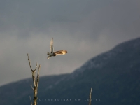 JOŠ UVIJEK NEZAŠTIĆENO PODRUČJE: Nova vrsta ptice otkrivena u Livanjskom polju