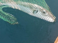 SMRTONOSNA RIBA POJAVILA SE NA JADRANU: Sadrži izuzetno jak otrov koji ubija na mjestu, ako je vidite...