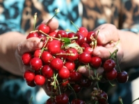 I DALJE SU SKUPE: Ovogodišnji urod trešnje nadmašio je sva očekivanja u gradu koji nije na jugu nego je na Savi