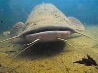 BIOLOZI SU JAKO ZABRINUTI: Ovo 'čudovište' se širi američkim rijekama (VIDEO)