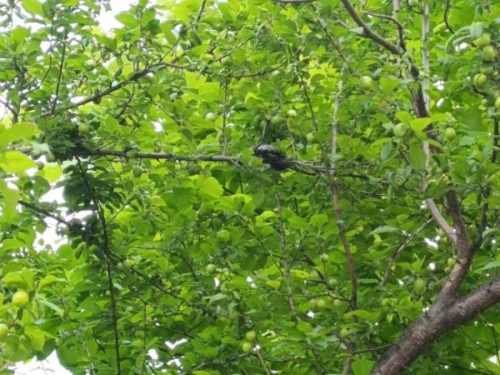 GRAĐANI OPREZ: Zmija 'visi' s drveta na poznatom šetalištu (FOTO)
