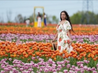 ČESTA DESTINACIJA ZA TURISTE: Mnogobrojni posjetioci uživaju u farmi tulipana u kanadskoj proviniciji Ontario