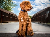 AKO ŽELITE NABAVITI PSA KAO KUĆNOG LJUBIMCA: Ovo je pet pasmina koje su najprikladnije za svakodnevni život