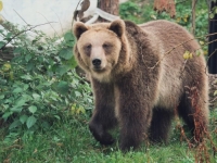 RIJEŠENA MISTERIOZNA SMRT AMERIKANKE: Medvjed upao u kuću i ubio ženu