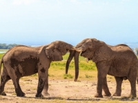 NEVJEROVATNI REZULTATI NOVOG ISTRAŽIVANJA: Studija pokazuje da bi slonovi mogli imati...