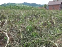 U PODRINJU UNIŠTENI USJEVI 90 DO 100 POSTO: 'Ja sam se borila s vratima i vjetrom, olujom... Ono u prozore, kao kamenje... Ja pogledam, kod mene voćka, kruška iščupana'