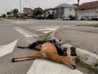 HOROR U BANJOJ LUCI: U crnoj kesi zamotana, na ulici ležala je uginula srna...
