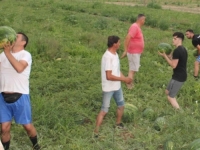 HERCEGOVAČKE SU NAJSLAĐE: U Čapljini počela berba lubenice za domaće tržište, nema potrebe za uvozom