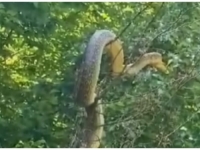 STRUČNJAK OTKRIO O KOJOJ VRSTI JE RIJEČ: U okolini Mostara snimljena ogromna zmija (VIDEO)