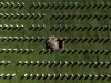 DOKAZANA ODGOVORNOST NIZOZEMSKE: Komisija završila rad nakon naknada za 611 ubijenih žrtava genocida u Srebrenici