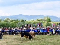 HAOS NA KORIDI KOD SARAJEVA: Bikovi probili ogradu, pa nastao stampedo, povrijeđeno dvoje djece